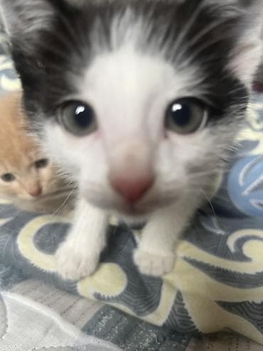 кошке: 2 месяца, Девочка, С прививками — 1
