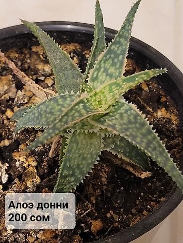 хойя тсанги вариегатная: Цветы в ассортименте
Цена и название на фото — 10