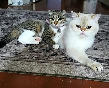 Отдам даром кошку: Пристраиваются 2 кошки в хорошие руки с дальнейшим отслеживаением — 1