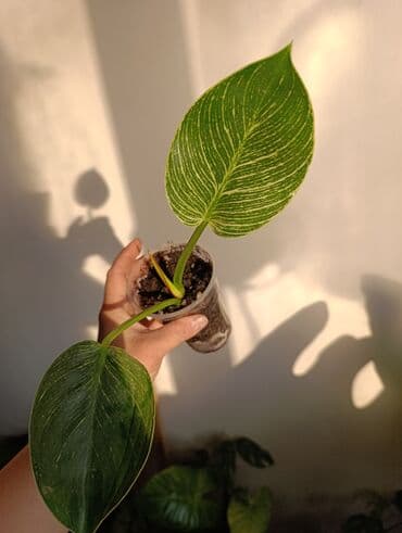 формочки для хлеба: Продаю. детки, черенки комнатных растений по 100 сом. Сциндапсус-пакет — 6