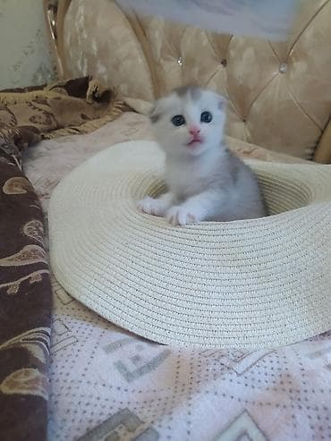 голуби на продажу: Скотиш Фолд (Шотландская вислоухая), 1 месяц, Мальчик, Приучена к лотку — 4