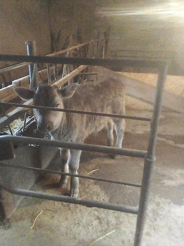 инд: Продаю | Тёлка | Полукровка | На откорм | Искусственник — 2