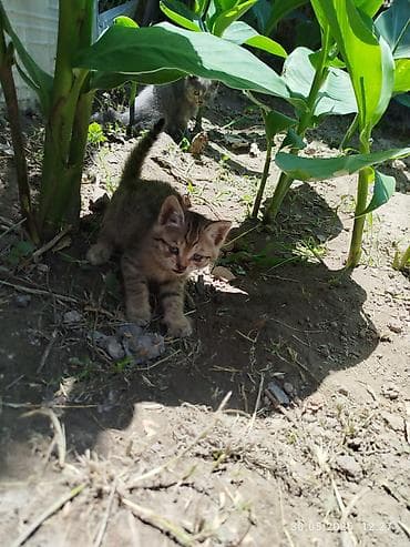 сиамская кошка даром: Отдам даром в хорошие руки. Котята, помёт разной окраски: - Чёрный — 6