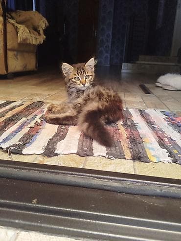 кошка: Отдам котеночка в добрые руки,девочка,3 месяца, приучена к лотку — 1