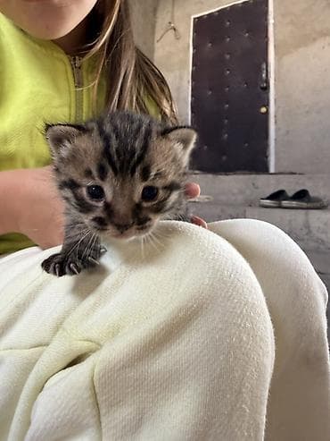 Котёнок тигрового окраса. Мама котёнка наполовину Шотланка на половину