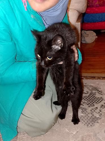 Үй жаныбарлары: Мышык бекер берилет: Породасыз, 5 айлык, Ургаачы, Лотокко барууга үйрөтүлгөн — 5