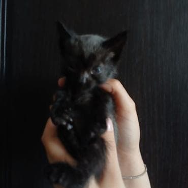 породистый кот: Котята, домашнего выращивания. - Порода: беспородные (домашние). - — 8