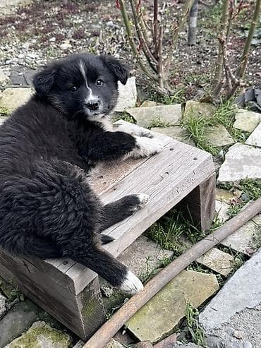 водолаз собака: Собака даром: 3 месяца, Самка — 1