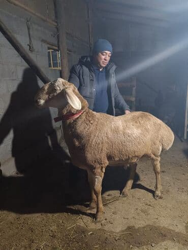 животные кошки: Продаю | Баран (самец) | Арашан | Для разведения | Осеменитель — 5