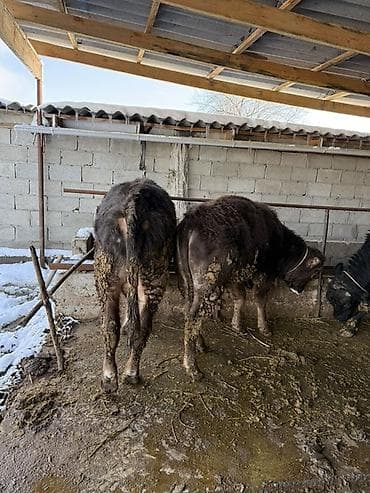 Уйлар, букалар: Сатам | Бука (эркек) | Симментал | Бордоп семиртүү үчүн | Байланган — 6