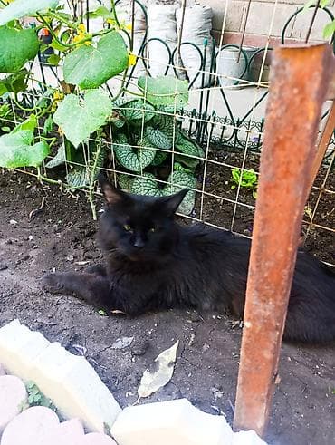 черный котенок: Отдаю Кота породы мейн-кун, только в ответственные руки,окрас чёрный — 1