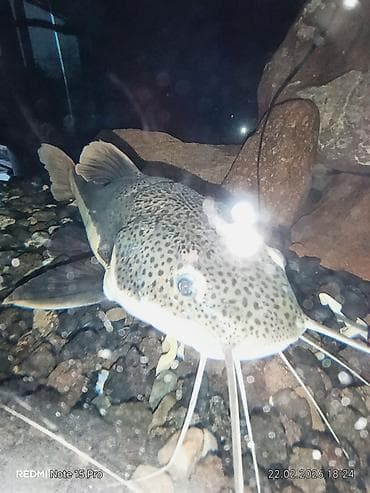 хаски цена собака: Продам аквариумного краснохвостого сома. размер в спокойном состоянии — 2