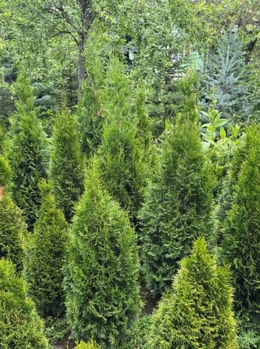 туя брабант бишкек: 🌿 Сапаттуу көчөттөр Ноокаттан! Европадан алып келинип, өзүбүздүн — 4