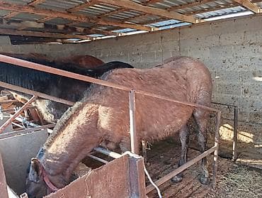 токмак лошади: Продаю | Жеребец | Рабочий — 2