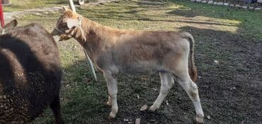 продаю связи с переездом: Продаю | Бык (самец) — 2