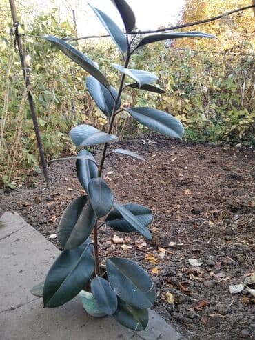 Фикус at lalafo.kg Фикус