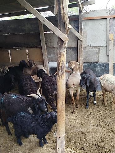 Продаю | Коза (самка) | Полукровка | Для разведения | Котные