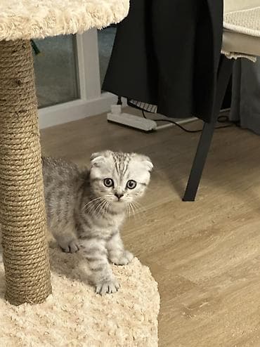 когтеточка: Шотландский вислоухий котёнок (Scottish Fold) 2 месяца -Окрас — 2