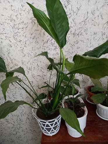 карликовый лимон купить: Антуриум (Anthurium andreanum) в горшке. - Эффектные красные — 8