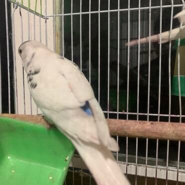 голуби животное: Волнистый попугай необычной окраски. Отличный подарок для своих детей — 5