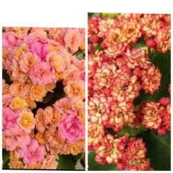 тюльпан гулу жонундо маалымат кыргызча: В продаже детки представленных растений детки каланхоэ по 150 с,детки — 6