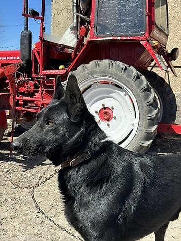 Вязка: Овчарка, Самец, 2 года