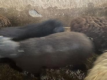 сколько стоит кролик домашний: Продаю | Баран (самец), Ягненок | Полукровка | Для разведения, На забой, Для шерсти | Ярка, Осеменитель — 9