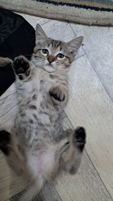 малек форели: Отдаём котят игривые ласковые в еде не привередливые 2 — 2