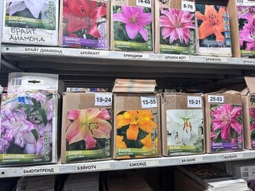 Дрова: Луковицы цветка: Лилейники — 4