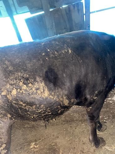 утки цена: Продаю | Бык (самец) — 4