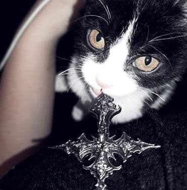 британская кошка шиншилла: Кошка даром: Беспородная, 2 месяца, Мальчик, Приучена к лотку — 1