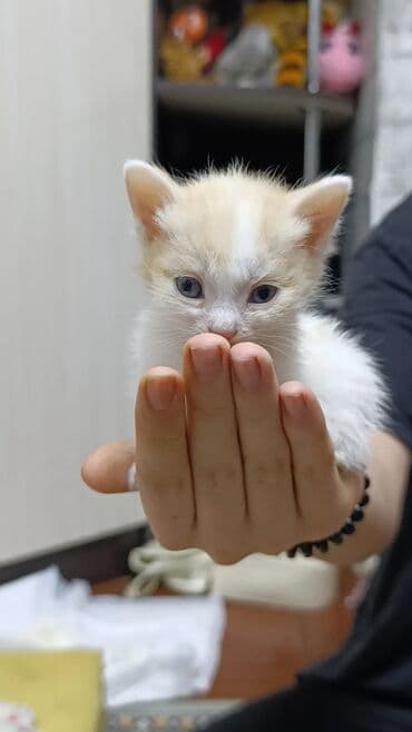 в связи с переездом отдам попугая жако в добрые руки: Котята-кремовые и белые, 1 мальчик и 2 девочки короткошёрстные. На — 1