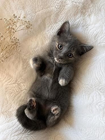 Кошки: 3 месяца, Девочка — 1