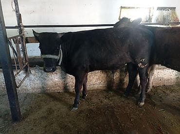 Продаю | Музоо, торпок | На откорм | Привязанные