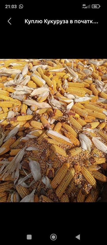 Грызуны: Кукуруза в початках - Натуральные початки кукурузы с зерном желтого — 1