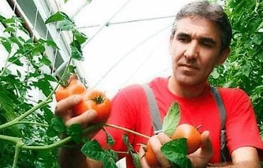 сборщик клубника: Липецкая область, г. Елец. Работники в теплицу, овощеводы, мужчины и — 1
