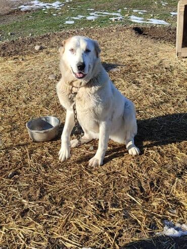казакча той ырлары 2020 скачать: Молодая сука породы алабай в поиске семьи, рожать не будет. Привезём — 1