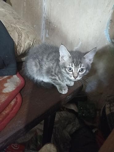 Серые котята с классическим тигровым рисунком табби. - Окрас