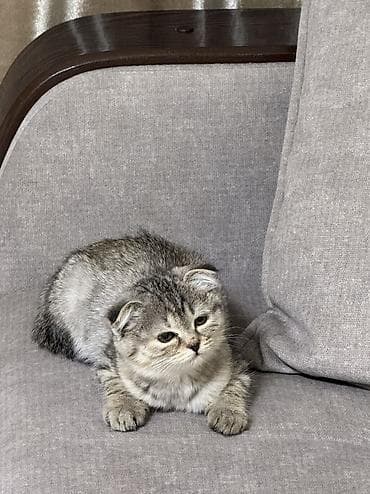 продаются котята: Британская короткошёрстная, 2 месяца, Девочка, Серый, Приучена к лотку — 2
