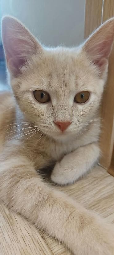 отдам даром котят: Котята, домашние, игривые и ласковые. - Возраст: примерно 1–1,5 — 8