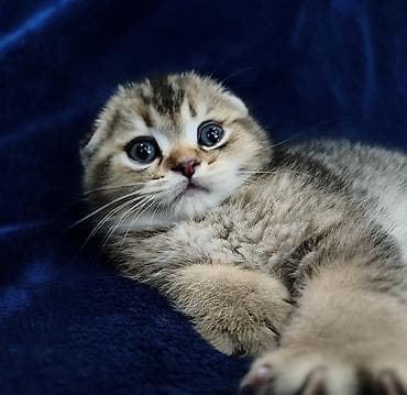 Скотиш Фолд (Шотландская вислоухая), 2 месяца, Мальчик