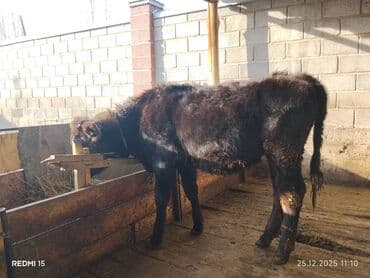 меронос кой: Продаю | Тёлка, Музоо, торпок | На откорм, Для разведения, Для молока — 2