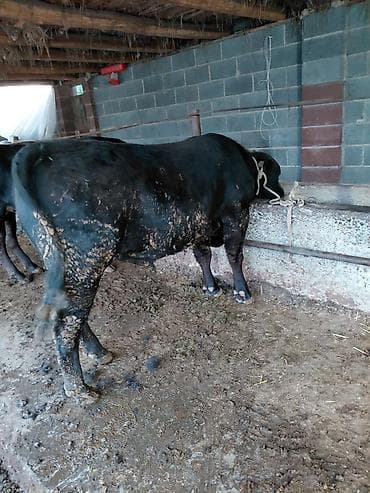 силос камбайн: Продаю | Бык (самец) | Абердин-ангус | На откорм | Привязанные — 8