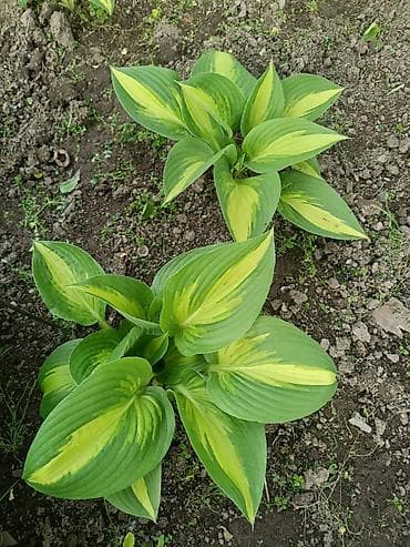 гулдор роза: В наличии много разной хосты, спрашивайте. есть подешевле — 9