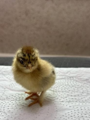 рыба для аквариума: Продаю | Цыплята | Домашняя | Для разведения — 9