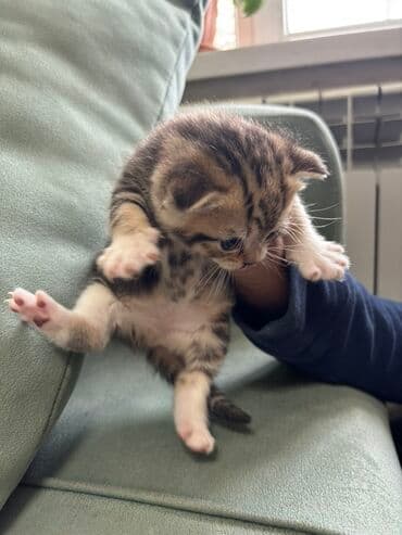 отдам даром вислоухого котенка: Котёнок, короткошёрстный, тигрово-полосатый (табби). Описание: - — 3