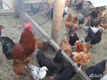 куры доминанты: Продаю | Петух, Цыплята, Куры | Арбор айкрес, Брама, Леггорн | На забой, Для разведения, Несушки — 2