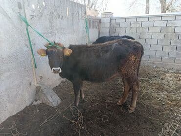 Продаю | Музоо, торпок | На откорм | Привязанные