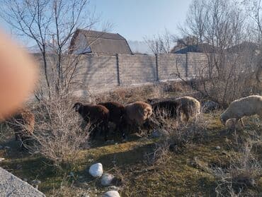 собака пидбуль: Продаю | Овца (самка) | Для разведения | Матка — 1