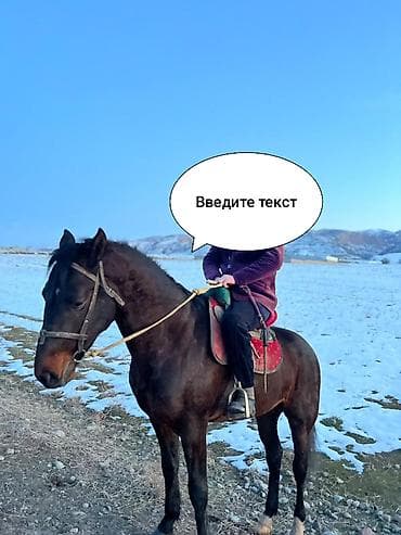 ургачы ат: Продаю | Кобыла (самка) | Рабочий — 1